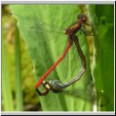 Pyrrhosoma nymphula - Fruehe Adonisjungfer 17.jpg